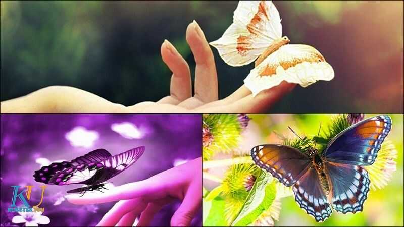 Ngủ mơ thấy bướm đánh con gì là dễ trúng ? 3 Mơ bướm đậu vào người