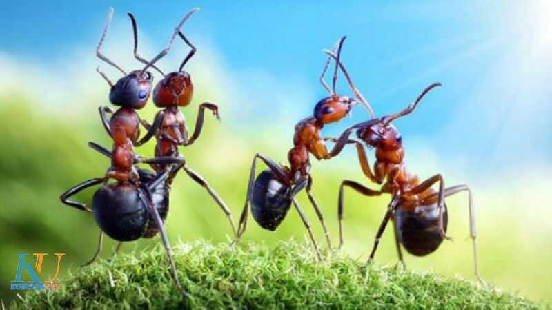 Giấc mơ thấy kiến có ý nghĩa gì? Giải mã những con số liên quan 2 Nằm mộng thấy kiến tranh giành địa bàn