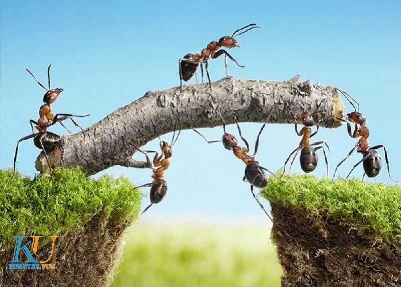 Giấc mơ thấy kiến có ý nghĩa gì? Giải mã những con số liên quan 4 Nằm mơ thấy kiến đánh số mấy dễ thắng nhất?