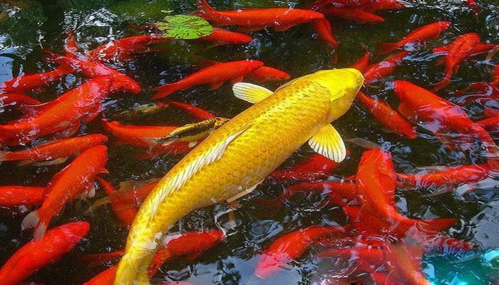 Giấc mơ bắt được cá chép màu đỏ Giấc mơ bắt được cá chép màu đỏ