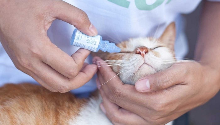Mơ thấy con mèo con chết Mơ thấy con mèo con chết