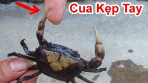 Nằm mơ thấy bắt cua bị cua cắn chảy máu Nằm mơ thấy bắt cua bị cua cắn chảy máu