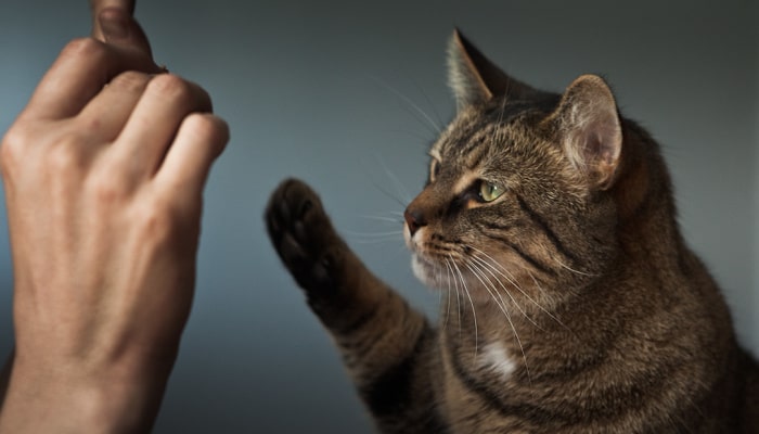 Giới thiệu về loài mèo và giải đáp: mơ con mèo số mấy Giới thiệu về loài mèo và giải đáp: mơ con mèo số mấy