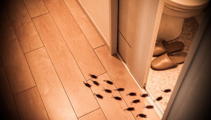 Con Gián Số Mấy? Mơ Thấy Gián Nên Đánh Những Số Nào 1 Chiêm bao thấy rất nhiều gián