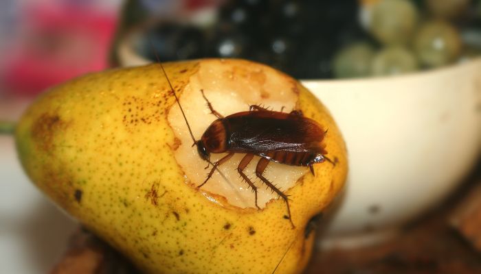 Con Gián Số Mấy? Mơ Thấy Gián Nên Đánh Những Số Nào 2 Nằm thấy gián trong nhà bếp - Con gián số mấy ?
