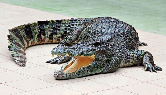 Cá sấu số mấy? Mơ thấy cá sấu là điềm gì? Đánh số này dễ trúng? 2 Mộng thấy người khác bị cá sấu tấn công